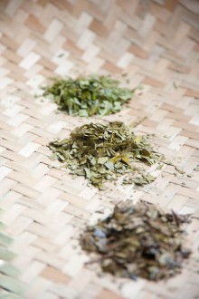 Green Tea Varieties