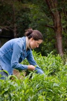 Harvesting Green Tea