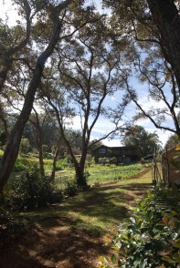 Hawaiian Ohia Forest