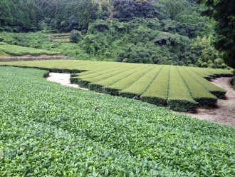 Kagoshima Tea Farm