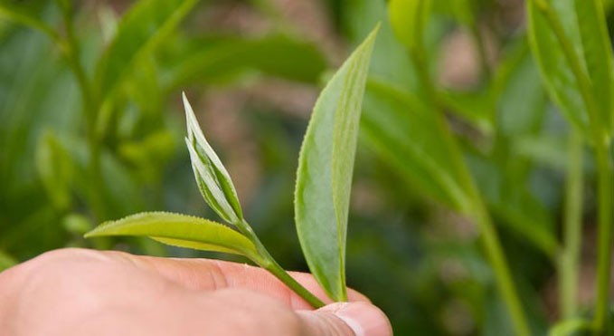 Two Leaves and a Bud