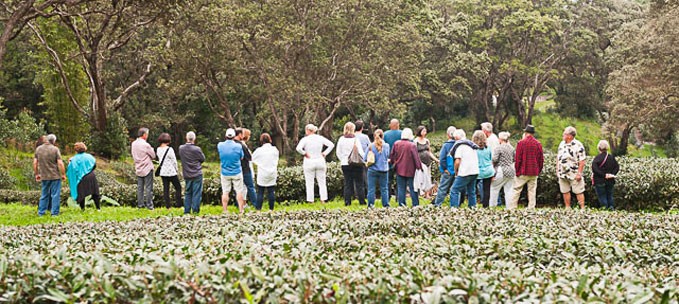 Mauna Kea Tea