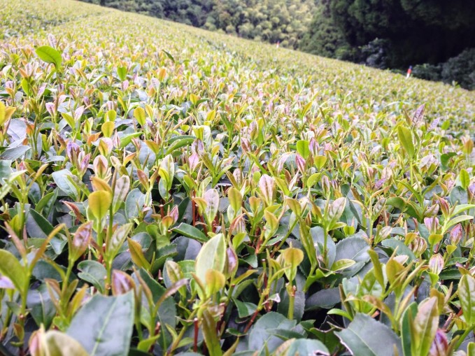 Mauna Kea Tea