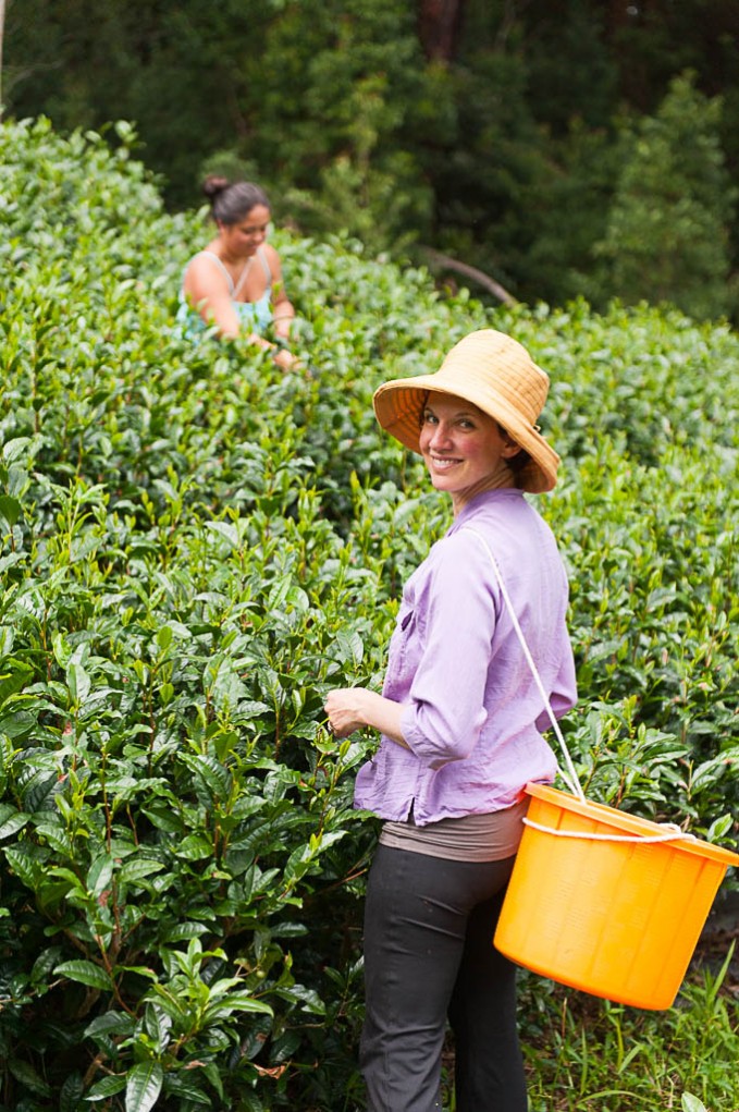 Mauna Kea Tea