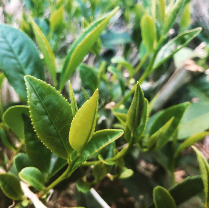 Mauna Kea Tea