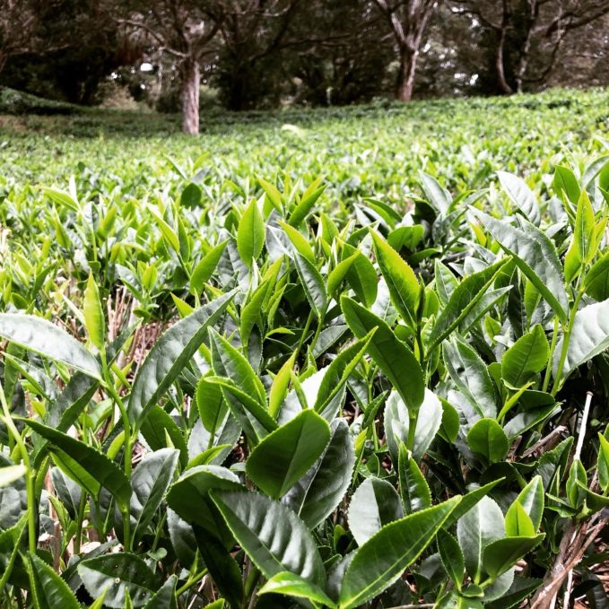 Mauna Kea Tea